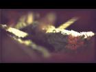 IN FLAMES - Where The Dead Ships Dwell (OFFICIAL VIDEO)